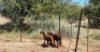 2X MEATMASTER OOI/EWE Thaba Meatmasters (x Money) (x Money) - 4