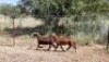 2X MEATMASTER OOI/EWE Thaba Meatmasters (x Money) (x Money) - 5