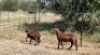 2X MEATMASTER OOI/EWE Thaba Meatmasters (x Money) (x Money) - 6