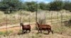 2X MEATMASTER OOI/EWE Thaba Meatmasters (x Money) (x Money) - 7