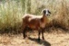 1X MEATMASTER OOI/EWE Thaba Meatmasters
