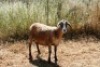 1X MEATMASTER OOI/EWE Thaba Meatmasters - 2