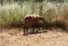 1X MEATMASTER OOI/EWE Thaba Meatmasters - 3
