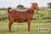 LOT 50 1X OOI/EWE Diamantveld Kalahari Reds STOET