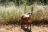 1X MEATMASTER OOI/EWE Thaba Meatmasters - 4
