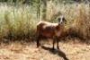1X MEATMASTER OOI/EWE Thaba Meatmasters - 5