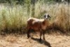 1X MEATMASTER OOI/EWE Thaba Meatmasters - 6