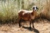 1X MEATMASTER OOI/EWE Thaba Meatmasters - 7