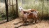 2X MEATMASTER OOI/EWE Thaba Meatmasters (x Money) - 2