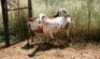 2X MEATMASTER OOI/EWE Thaba Meatmasters (x Money) - 3