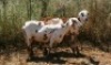2X MEATMASTER OOI/EWE Thaba Meatmasters (x Money) - 4