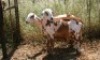 2X MEATMASTER OOI/EWE Thaba Meatmasters (x Money) - 5