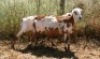 2X MEATMASTER OOI/EWE Thaba Meatmasters (x Money) - 6