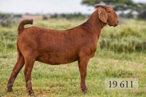 LOT 77 1X OOI/EWE Diamantveld Kalahari Reds STUD