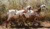 2X MEATMASTER OOI/EWE Thaba Meatmasters (x Money) - 7