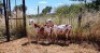 2X MEATMASTER OOI/EWE Thaba Meatmasters (x Money) - 8