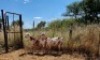 2X MEATMASTER OOI/EWE Thaba Meatmasters (x Money) - 9