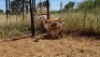 2X MEATMASTER OOI/EWE Thaba Meatmasters (x Money) - 10