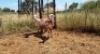 2X MEATMASTER OOI/EWE Thaba Meatmasters (x Money) - 11