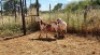 2X MEATMASTER OOI/EWE Thaba Meatmasters (x Money) - 12