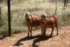 2X MEATMASTER OOI/EWE Thaba Meatmasters (x Money) - 2