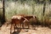 2X MEATMASTER OOI/EWE Thaba Meatmasters (x Money) - 3