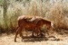 2X MEATMASTER OOI/EWE Thaba Meatmasters (x Money) - 4
