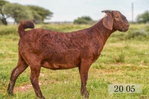 LOT 104 1X OOI/EWE Diamantveld Kalahari Reds STOET 