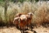 2X MEATMASTER OOI/EWE Thaba Meatmasters (x Money) - 5