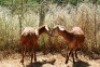 2X MEATMASTER OOI/EWE Thaba Meatmasters (x Money) - 6