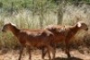 2X MEATMASTER OOI/EWE Thaba Meatmasters (x Money) - 7