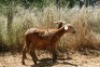2X MEATMASTER OOI/EWE Thaba Meatmasters (x Money) - 8
