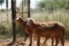 2X MEATMASTER OOI/EWE Thaba Meatmasters (x Money) - 9