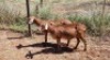 2X MEATMASTER OOI/EWE Thaba Meatmasters (x Money) - 10