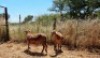 2X MEATMASTER OOI/EWE Thaba Meatmasters (x Money) - 11