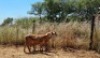 2X MEATMASTER OOI/EWE Thaba Meatmasters (x Money) - 12