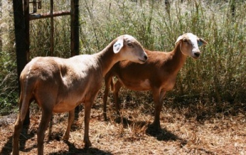 2X MEATMASTER OOI/EWE Thaba Meatmasters (x Money)