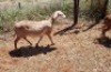 2X MEATMASTER OOI/EWE Thaba Meatmasters (x Money) - 2