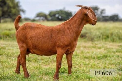 LOT 106 1X OOI/EWE Diamantveld Kalahari Reds STOET 