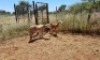 2X MEATMASTER OOI/EWE Thaba Meatmasters (x Money) - 3