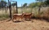 2X MEATMASTER OOI/EWE Thaba Meatmasters (x Money) - 4