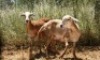 2X MEATMASTER OOI/EWE Thaba Meatmasters (x Money) - 5