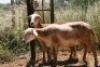 2X MEATMASTER OOI/EWE Thaba Meatmasters (x Money) - 6
