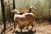 2X MEATMASTER OOI/EWE Thaba Meatmasters (x Money) - 7