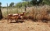 2X MEATMASTER OOI/EWE Thaba Meatmasters (x Money) - 8