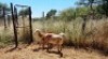 2X MEATMASTER OOI/EWE Thaba Meatmasters (x Money) - 9