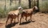 2X MEATMASTER OOI/EWE Thaba Meatmasters (x Money) - 2