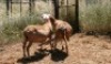2X MEATMASTER OOI/EWE Thaba Meatmasters (x Money) - 3