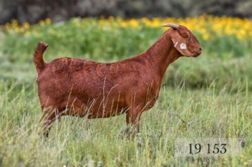 LOT 128 1X OOI/EWE Diamantveld Kalahari Reds FLOCK