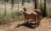 2X MEATMASTER OOI/EWE Thaba Meatmasters (x Money) - 4